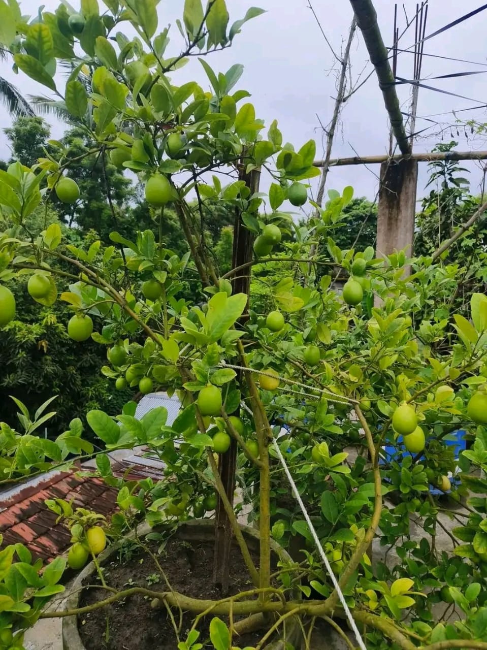 Lemon Nursery 1