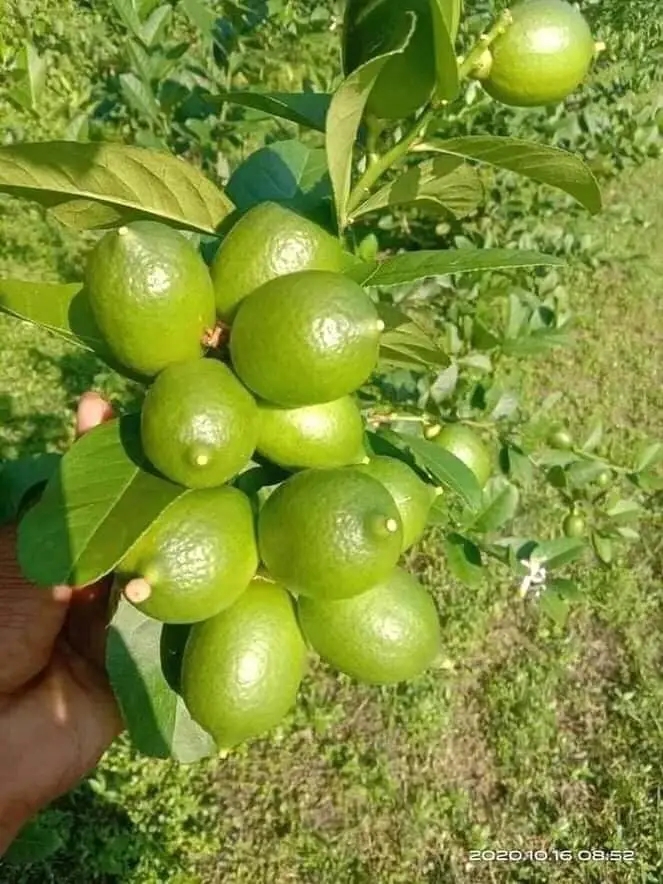 Lemon Nursery 2