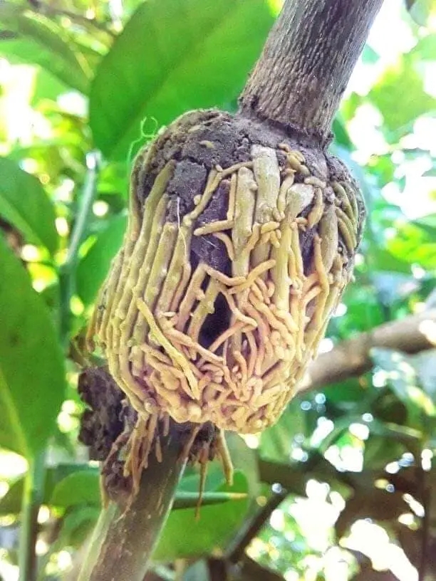 Lemon Nursery 3