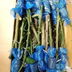 ১০ পিস গুটি কলম ২৫০ টাকা