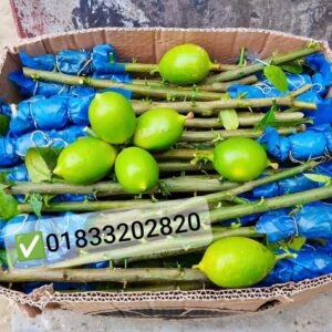 ১০ পিস গুটি কলম ২৫০ টাকা